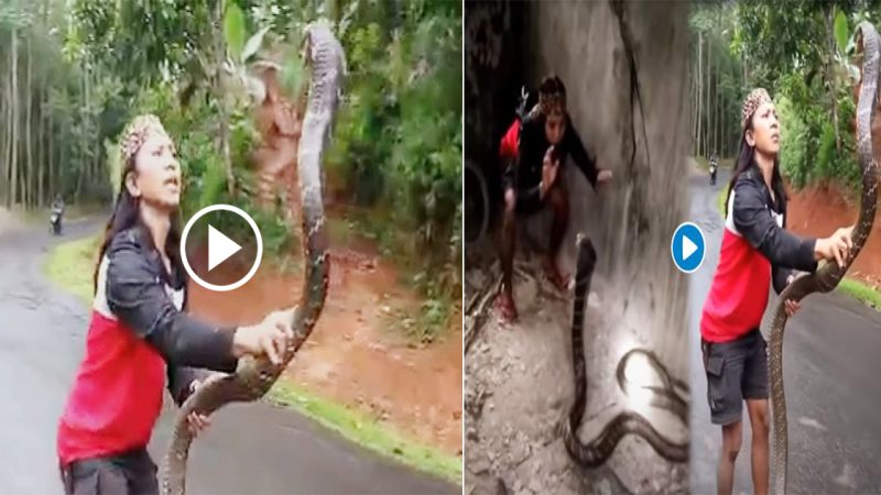 Viral Video: Fearless Woman Captures Giant Snake Bare-Handed, but Controversy Ensues