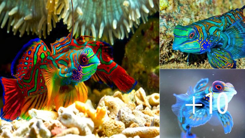 Mandarin Fish: The Mesmerizing Miss Color of the Ocean