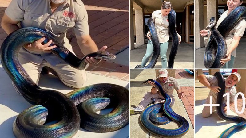 Rainbow Python – The Allure of a Unique and Beautiful Snake. (Video)