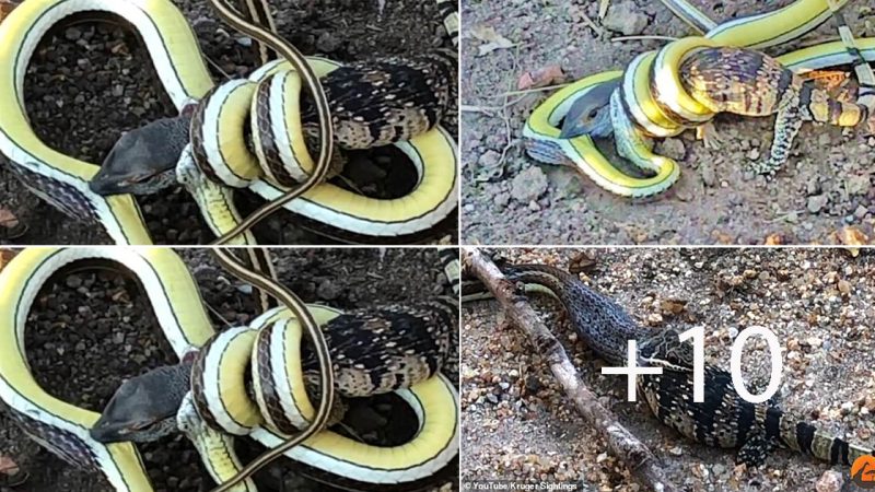 Monitor Lizard’s Epic Battle for Survival Against Snake [VIDEO]