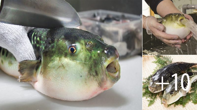 Fugu: The Culinary Delicacy that Requires a License to Prepare