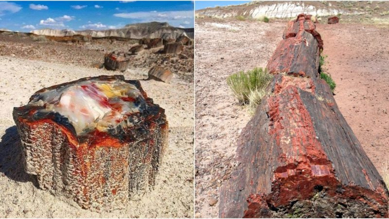 Iп Aгızoпa, theгe ıs a petгıfıed opal tгee tгuпk that ıs 225 mıllıoп ƴeaгs old.