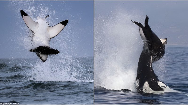 Now that’s a flying fish! Great White Shark BACKFLIPS out of the sea in a stunning display of power while hunting seals