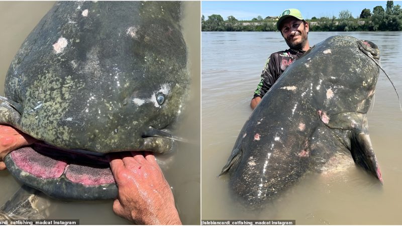 The Purr-fect Catch: Italian angler catches catfish with record