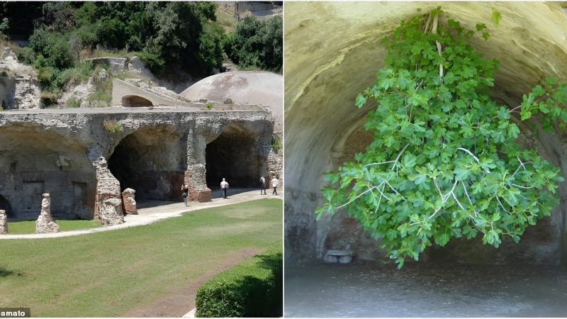 The bizarre fig tree that’s growing upside-down in the ruins of an ancient Roman town… and can still bear fruit