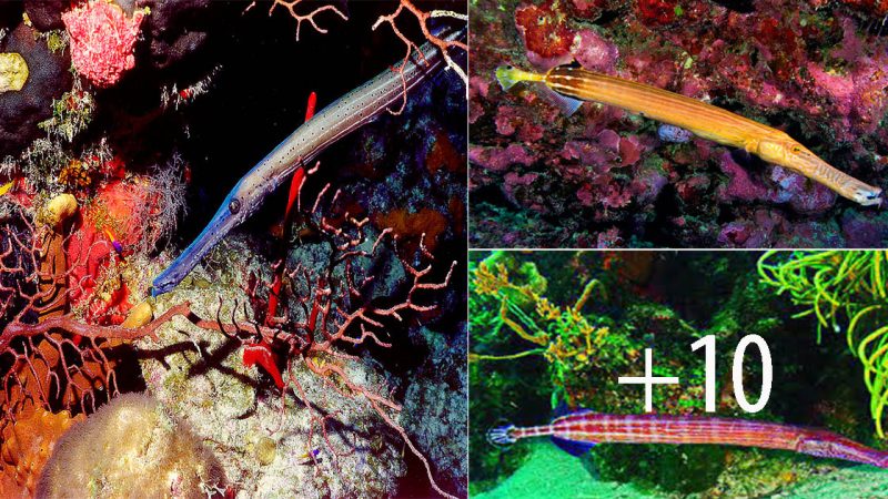 Discover the Fascinating Facts about Trumpetfish: Masters of Camouflage and Stealthy Hunters