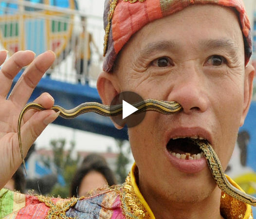 Fearless Interaction: The Man Who Communicates Fearlessly with Snakes Instead of Rice Seeds