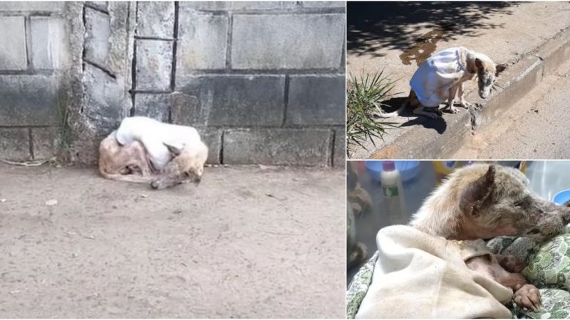 Frozen in Terror: Abandoned Dog Overwhelmed by Fear, Panic, Hunger, Cold, and Sorrow