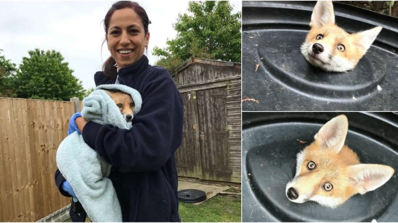 Compassionate Woman Horrified by Distressing Sight of Dog Trapped in Iron, Desperately Crying for Aid