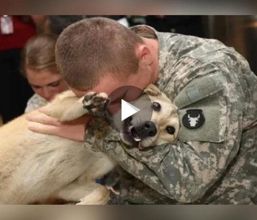 Elderly Dog’s Overwhelming Joy as Owner Returns from War – A Heartfelt Tale of Love and Devotion