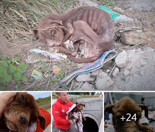 A Ray of Hope: The Incredible Odyssey of an Abandoned, Emaciated Dog