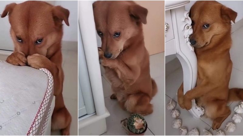 Charming Dog’s Delightful Reaction to Owner’s Cute Retaliation Captivates Duc Online Audience