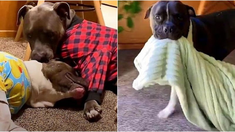 Rescued Bait Dog Finds Comfort in His Security Blanket After Escaping Fighting Ring