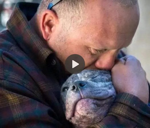 Rescued Puppy’s Journey: From Shelter Desolation to Joy Through a Firefighter Hero’s Encounter