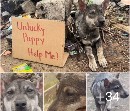 Lost and Bewildered: Unfortunate Dog’s Plea Brings Onlookers to Tears on Desolate Street