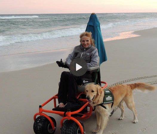 Devoted Canine Companion: A Decade of Unwavering Support to a Disabled Owner, Stirring Hearts with Boundless Compassion