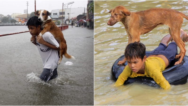 Fearless 7-Year-Old Saves Stray Dog from Perilous Depths: A Touching Story of Compassion and Optimism