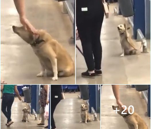 Lonely Dog in Search of Affection: A Heartwarming Tale Outside the Grocery Store, Awaits Forever Home