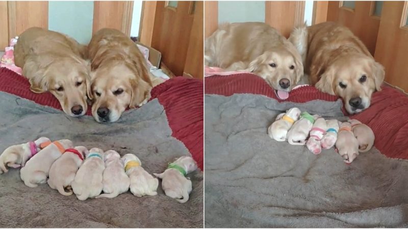 The Heartwarming Display of Parenting Excellence: Golden Retriever Duo Caring for Their Precious Puppies