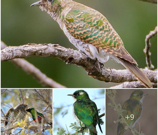 Emerald Beauty in Flight: Unveiling the World of Klaas’s Cuckoo