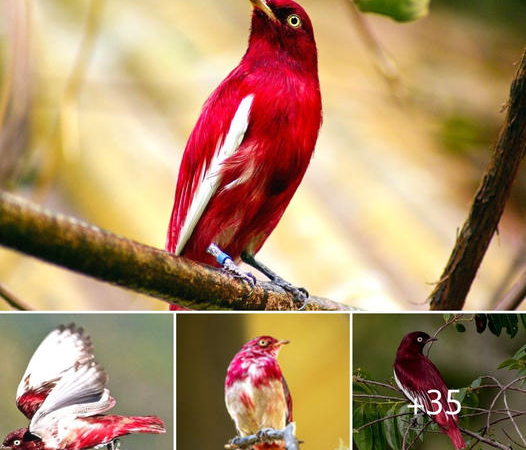 Pompadour Cotinga: A Stunning Jewel of the Amazon Sky