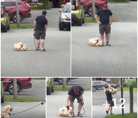 Golden Retriever’s Hilarious Stubbornness Shines as it Refuses to Leave for Home