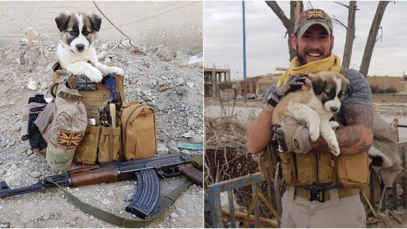 Brave Soldier Saves Puppy from Rubble, Finds Lifelong Companion in Backpack Sanctuary