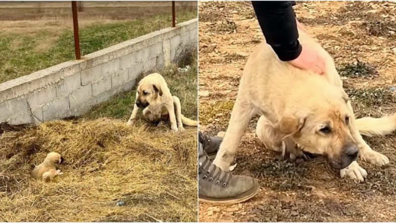 The Unbreakable Love of a Mother: Sacrificing Her Body to Protect Her Last Remaining Pup