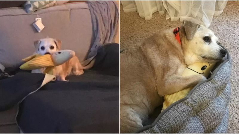 Devoted Senior Dog of 20 Years Holds Onto Cherished Stuffed Banana Toy