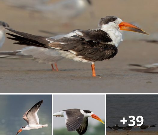 The Indian Skimmer: A Striking Avian with a Bold Black-and-Orange Identity