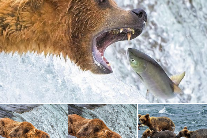 Alaska’s Brown Bears: Masters of the Catch and Feast