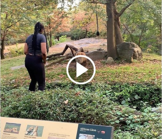 Woman’s Daring Stunt at Bronx Zoo: A Heart-Stopping Encounter With a Lion