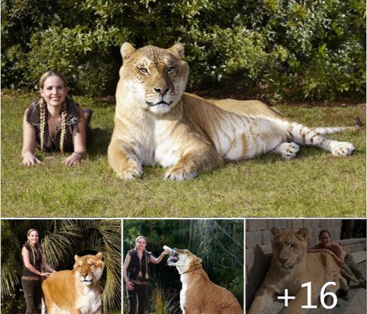 Meet Apollo: The Enormous Liger, Earth’s Largest Cat, Captivates the World