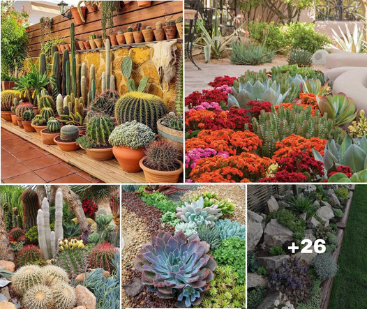 Transform Your Dry Yard into an Oasis: 30 Inspiring Desert Landscaping Ideas