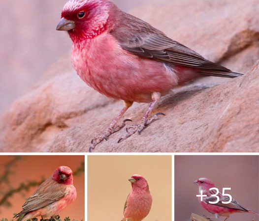 A Mesmerizing Bird: The Pink-browed Rosefinch