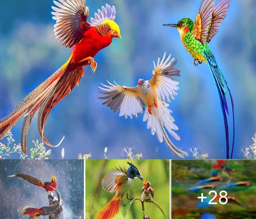 Embracing the Beauty of Avian Wonders: Captivating Bird Moments