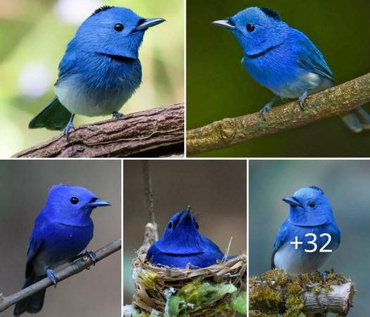 Exploring the Elegance of the Black-naped Monarch: A Glimpse into Nature’s Avian Artistry