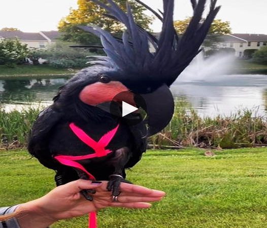 Rainforest Royalty: The Palm Cockatoo – A Majestic Guardian of Australia’s Rainforests