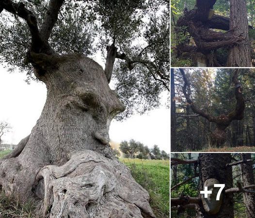 Unveiling the Mystique of Nature’s Illusions: Trees that Defy Expectations