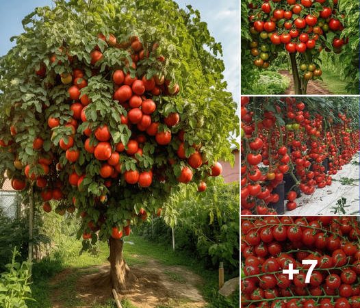 Celebrating the Superfruit Tomato: Nature’s Gift of Flavor and Inspiration