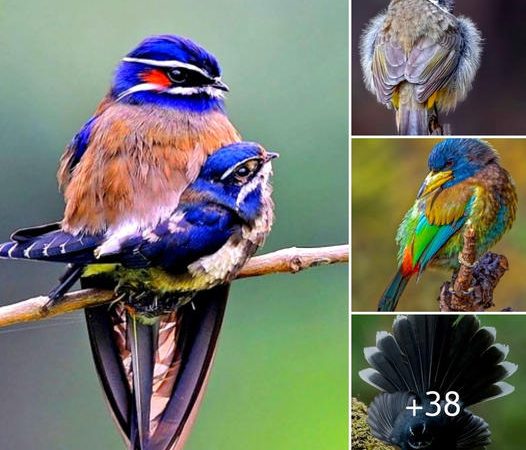 Ten Astonishingly Rare and Beautiful Birds from Around the World