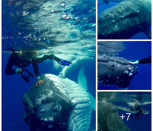 Heartwarming Encounter: Humpback Whale Saves Diver from Shark Attack and Forms an Unlikely Bond