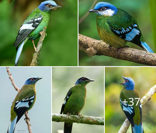 The Green Cochoa: Unveiling the Elusive Beauty of a Rare Himalayan Bird