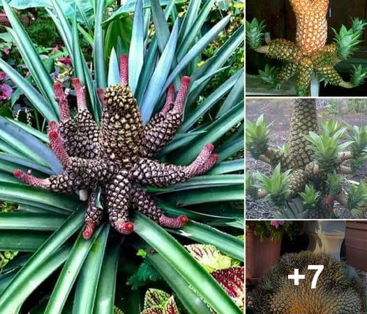 Discovering Unique Pineapple Varieties from Across the Globe