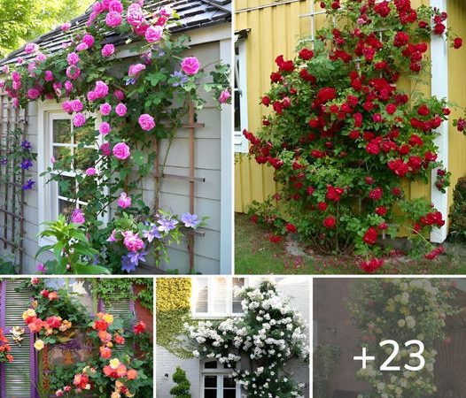 Gorgeous Decorative Ideas for Enhancing Your Garden with Climbing Roses