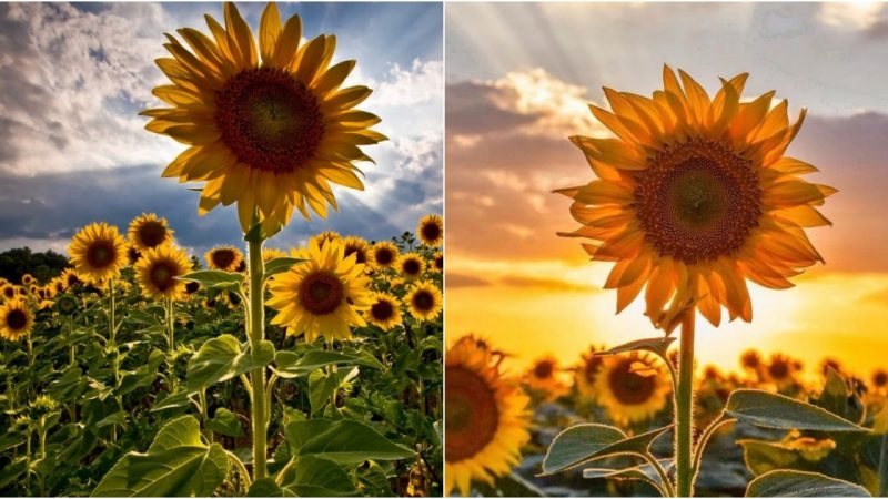 Stepping Into A Luminous World: Immersed Among Radiant Sunflowers