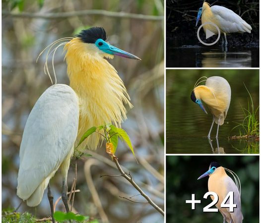 The Enigmatic Capped Heron: Deciphering the Mystery Behind Its Captivating Yellow Neck Plumage