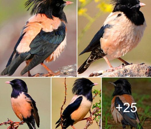 Celebrating the Rosy Starling: Nature’s Magnificent Avian Marvel