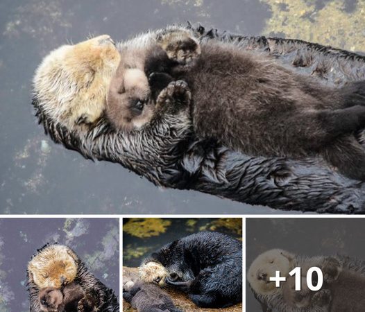 A Heartwarming Scene: A Cute Sea Otter and Her Mother Floating Together