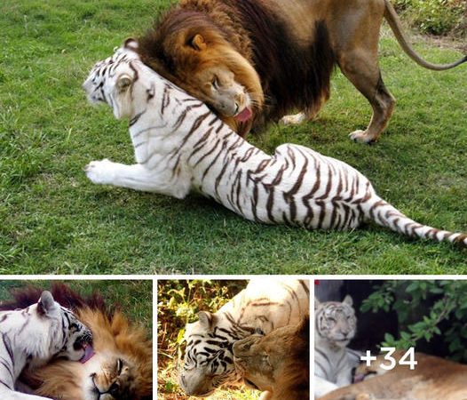 Lion and White Tiger’s Daring Zoo Break Fuels Unlikely Bond: Forbidden Love!